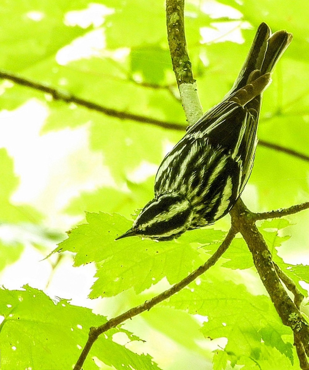 Black-and-white Warbler - ML619900292