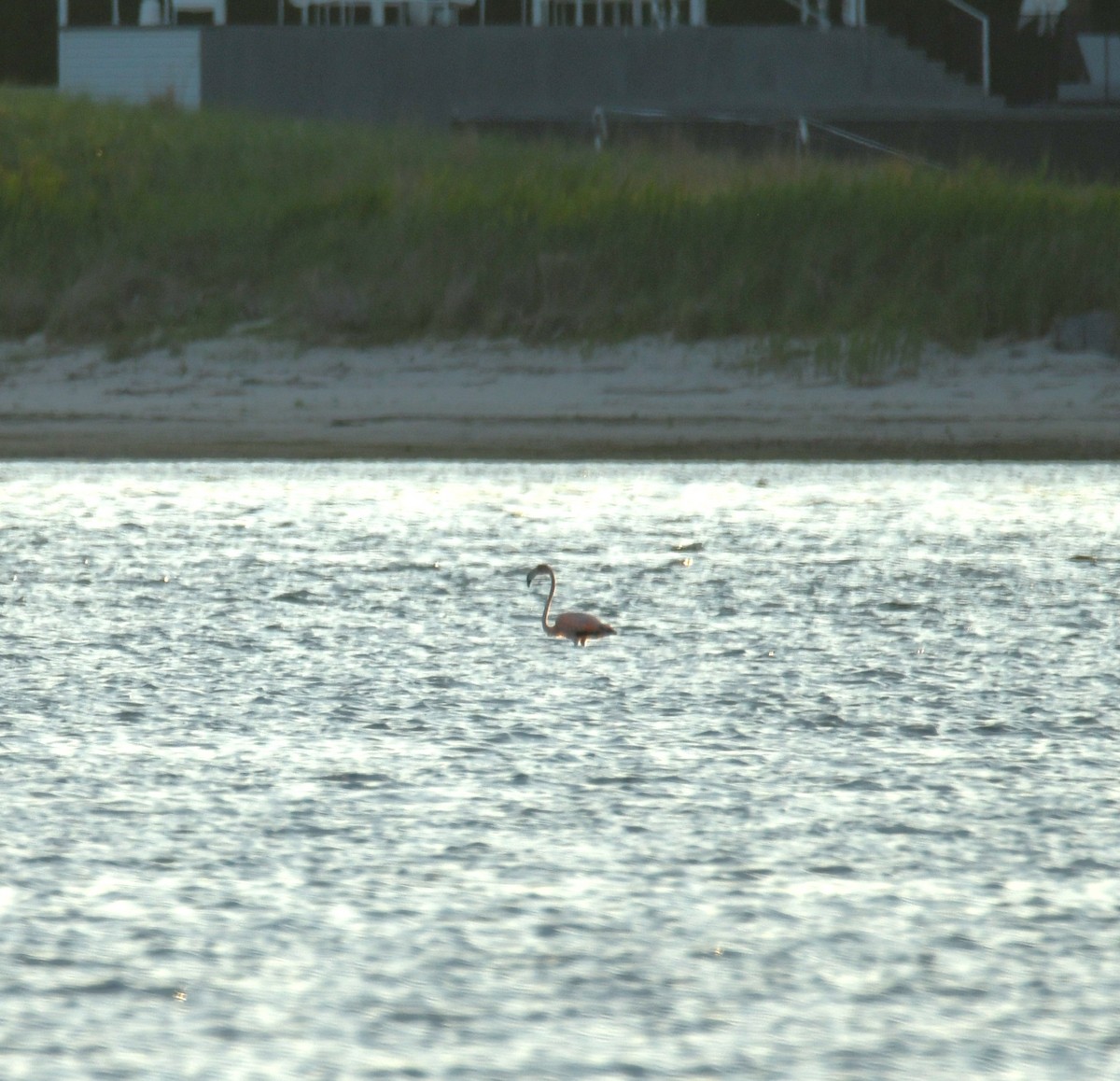 American Flamingo - ML619900298