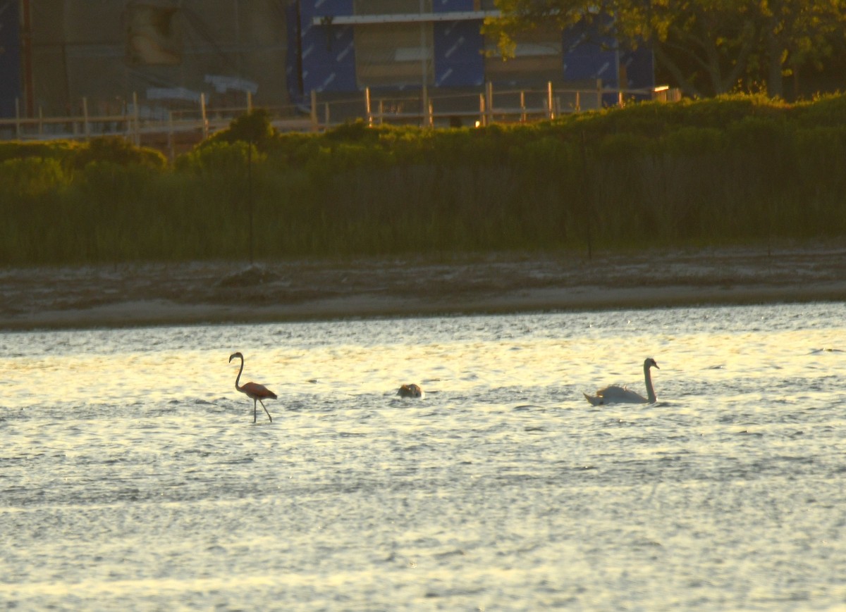 American Flamingo - ML619900301