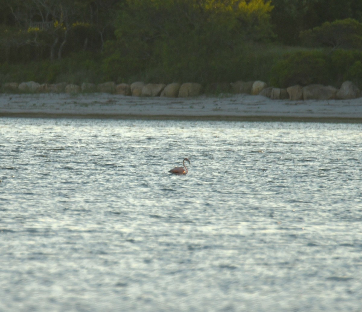 American Flamingo - ML619900303