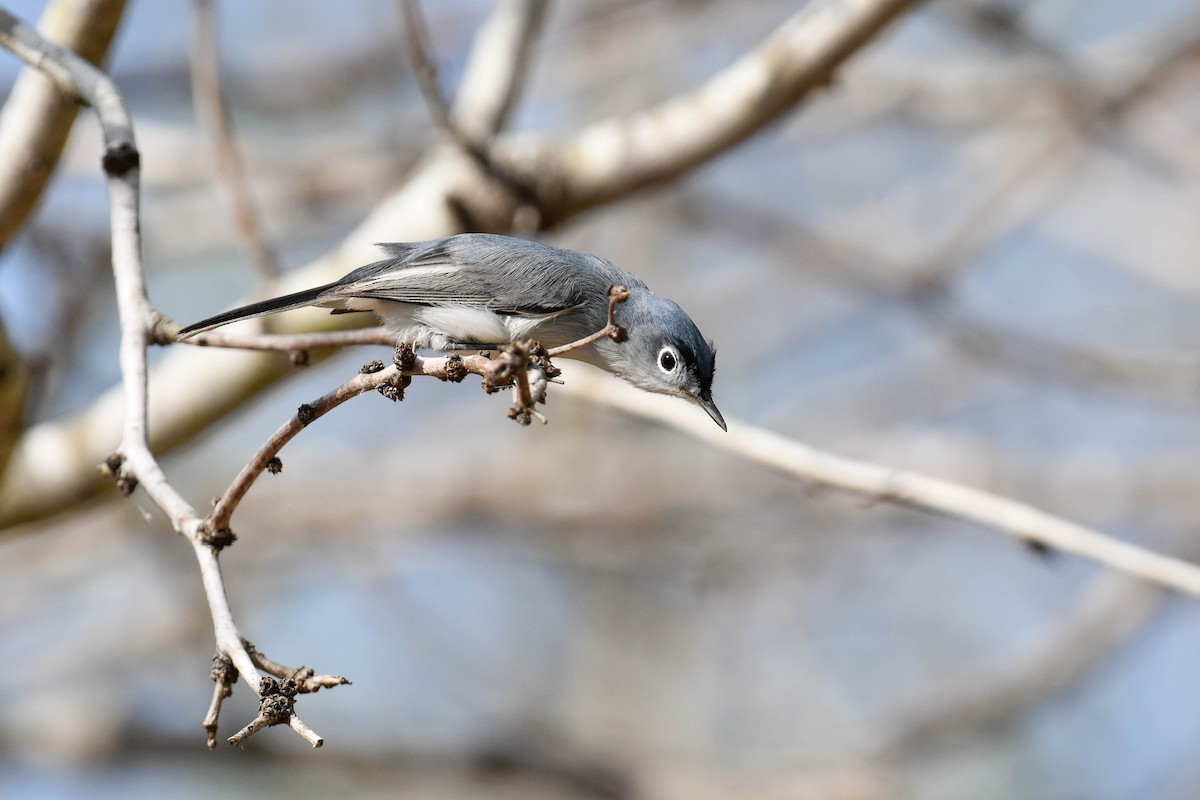 Blue-gray Gnatcatcher - ML619900310