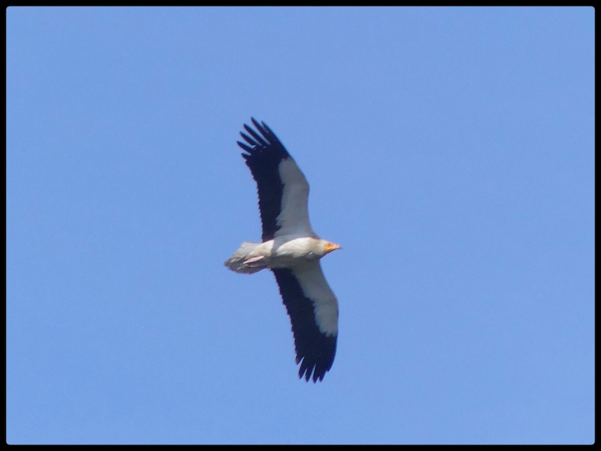 Egyptian Vulture - ML619900311