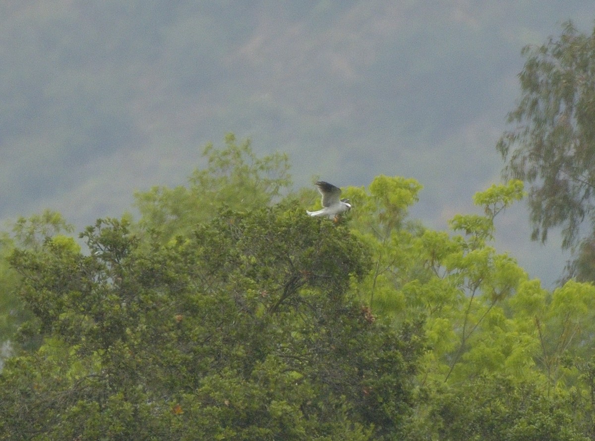 White-tailed Kite - ML619900313