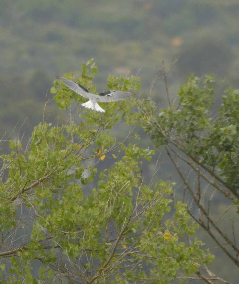 White-tailed Kite - ML619900315