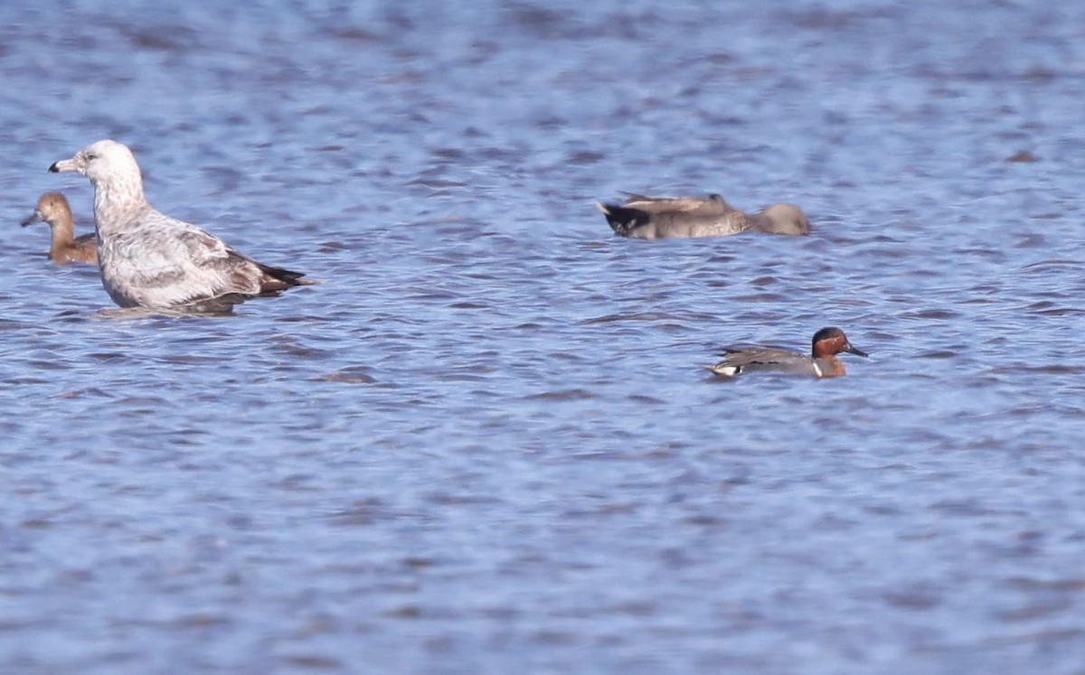 Green-winged Teal - ML619900320
