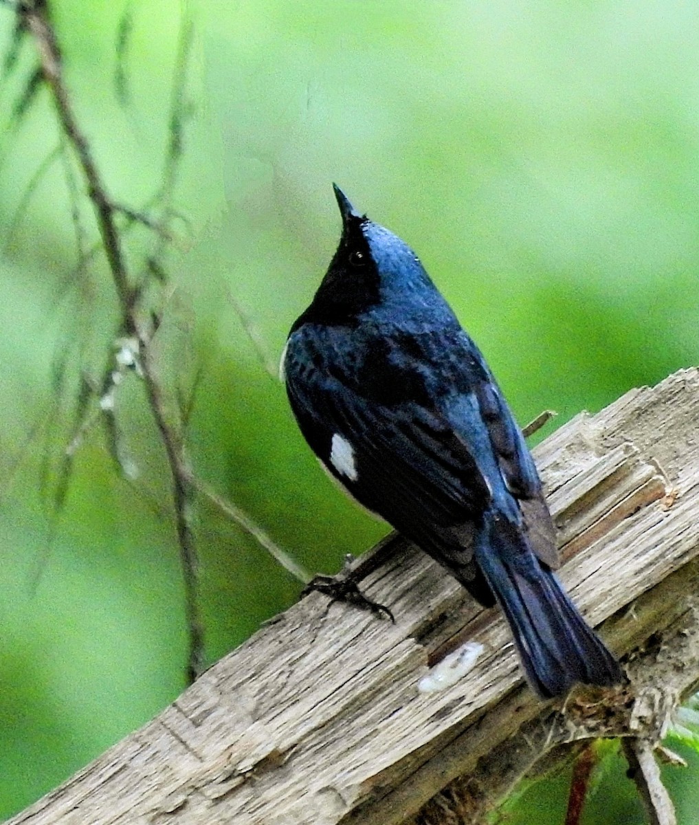 Black-throated Blue Warbler - ML619900321