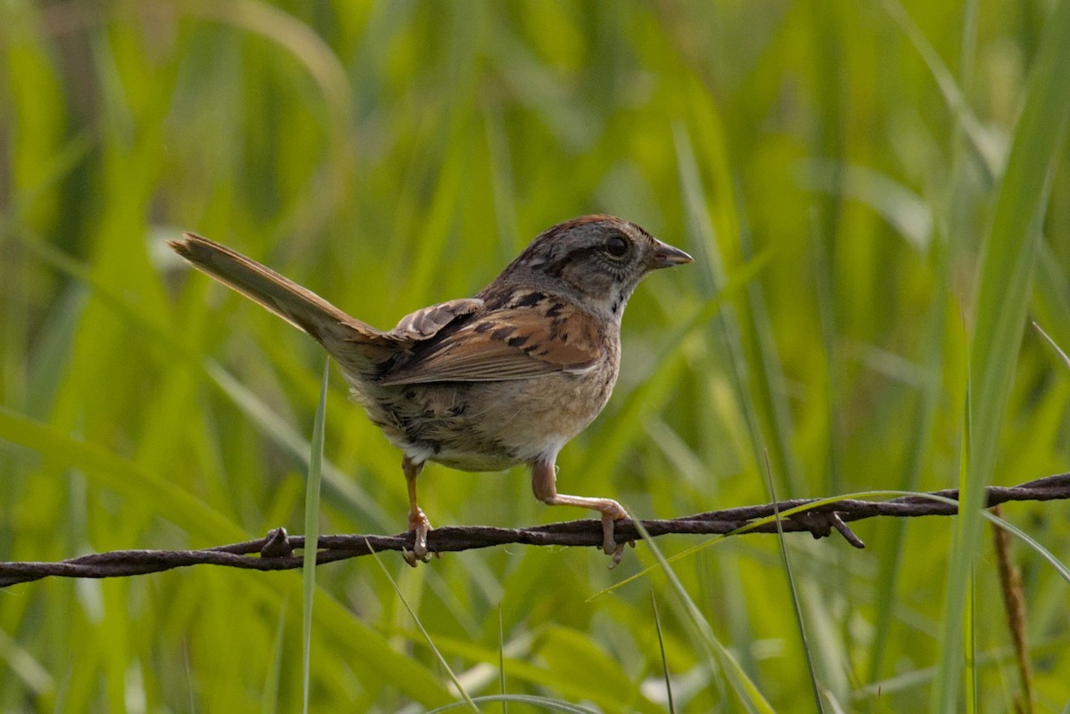 Swamp Sparrow - ML619900325