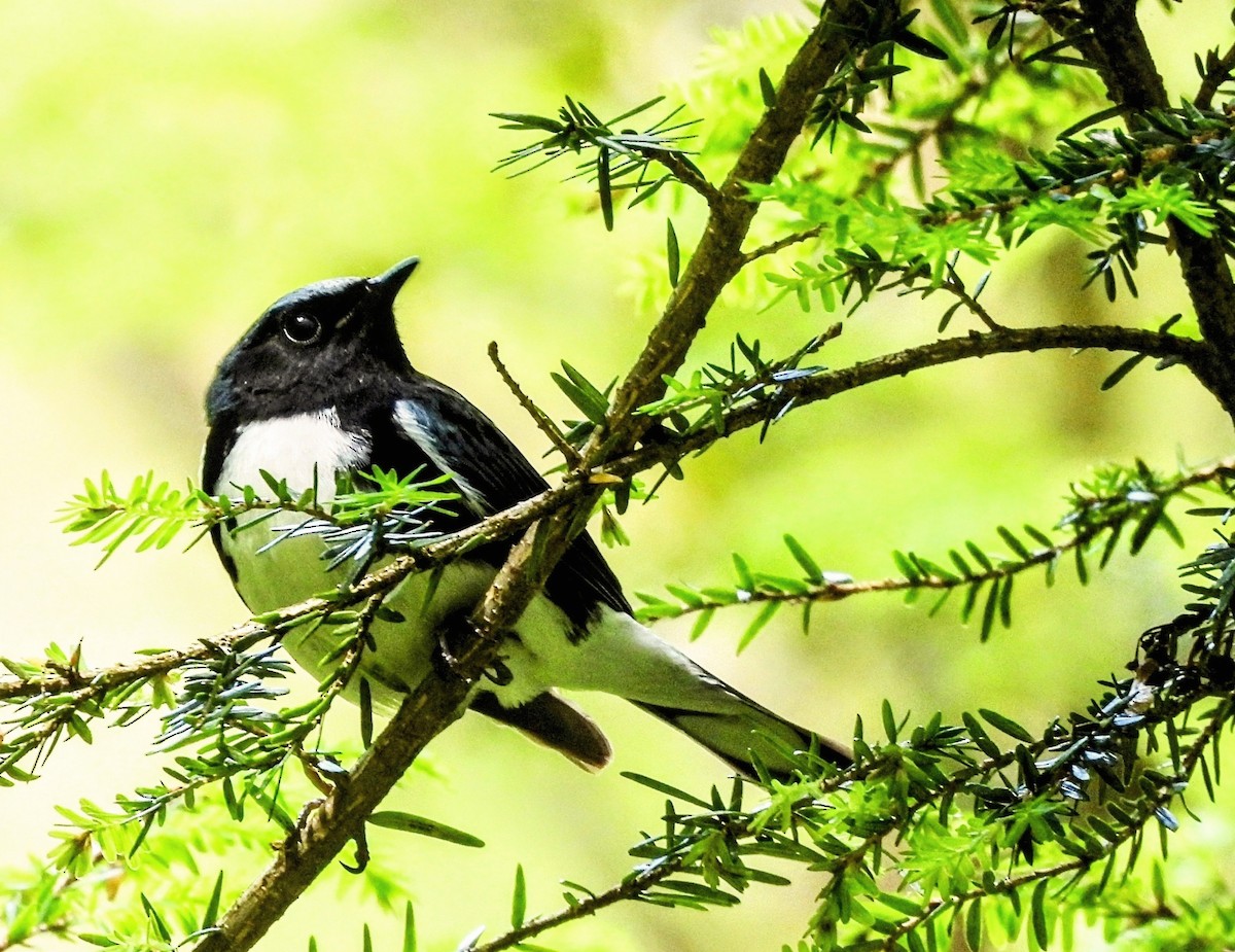 Black-throated Blue Warbler - Katey Buster