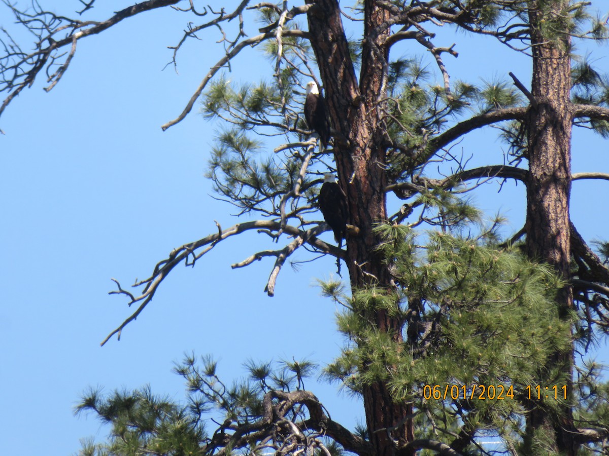 Bald Eagle - ML619900329