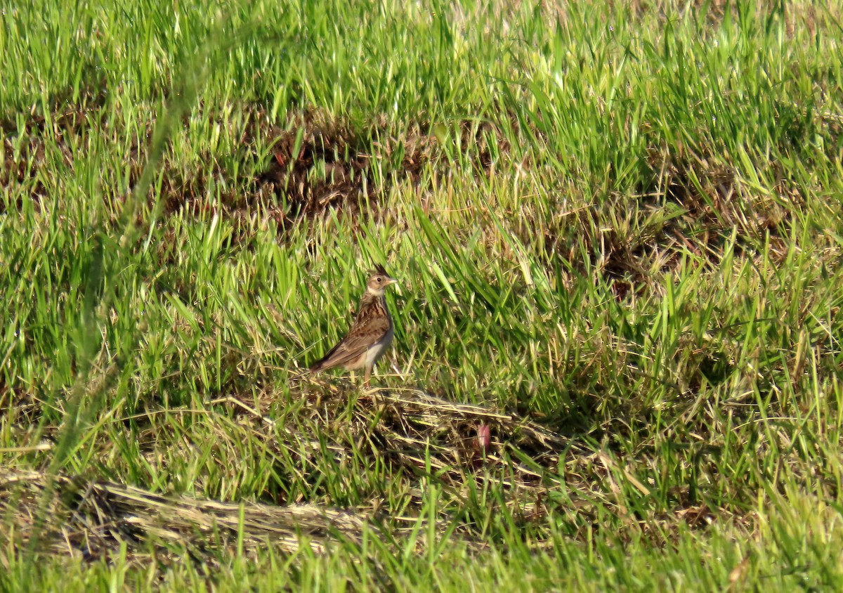 Eurasian Skylark - ML619900353