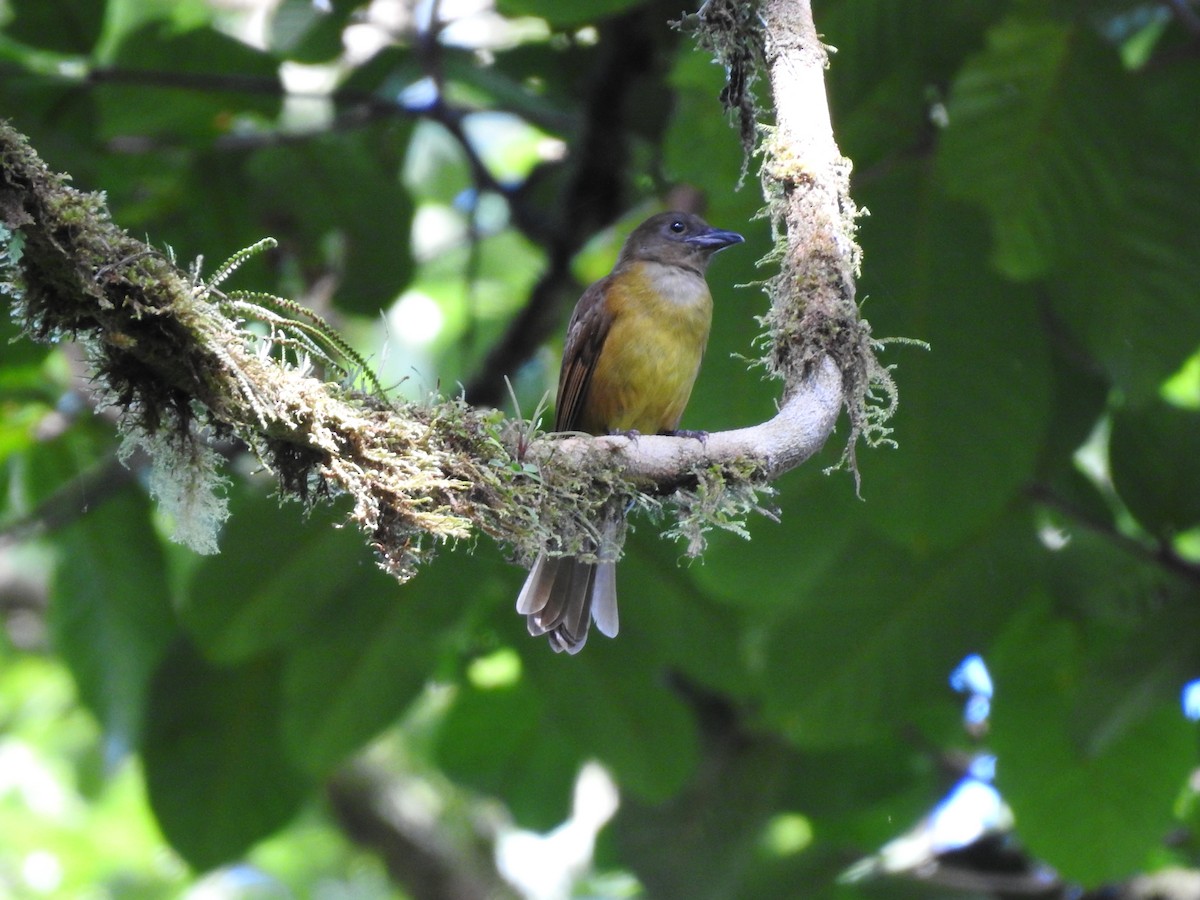 White-throated Shrike-Tanager - ML619900362