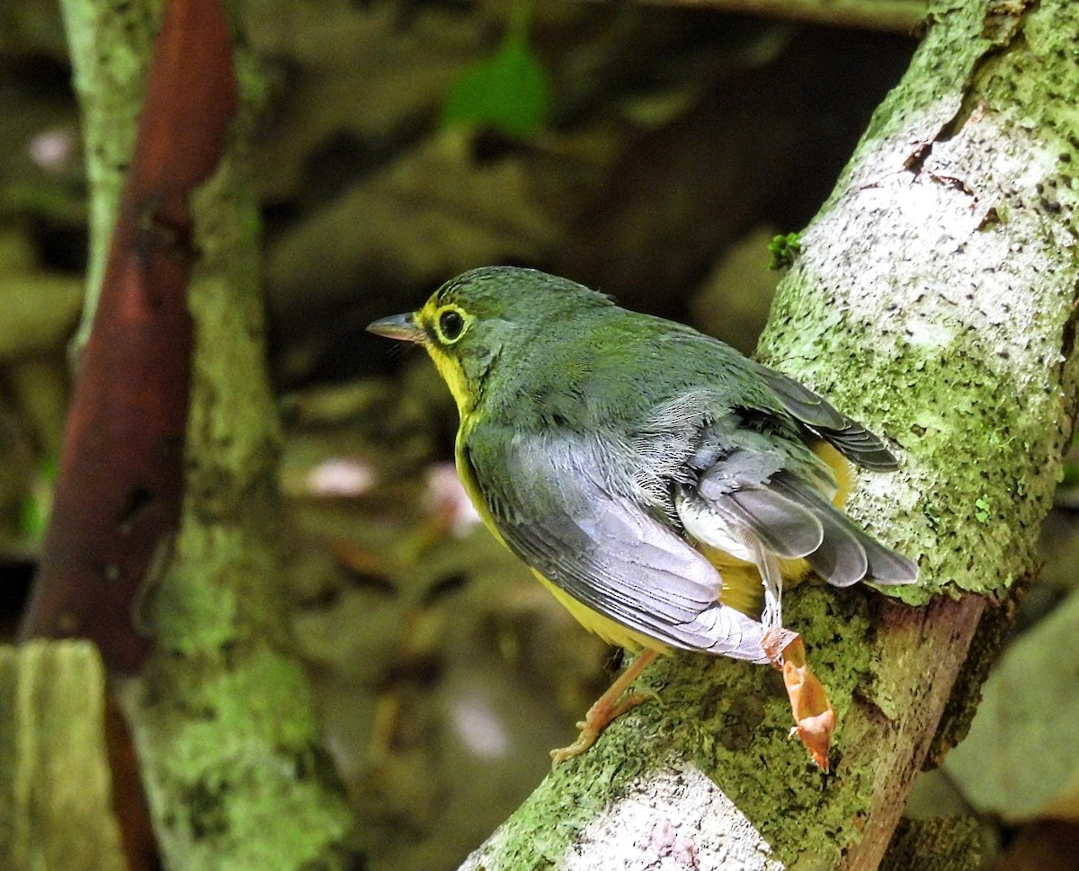 Canada Warbler - ML619900369