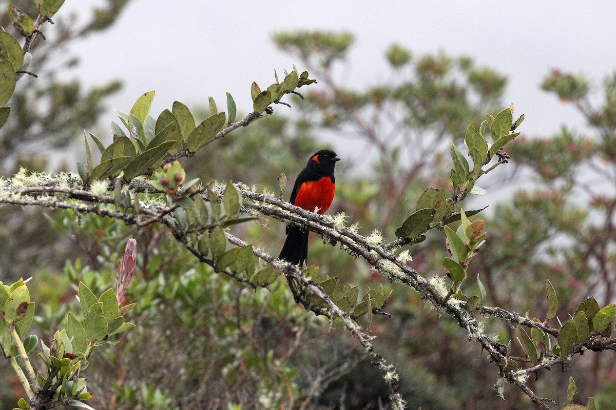 Scarlet-bellied Mountain Tanager - ML619900373
