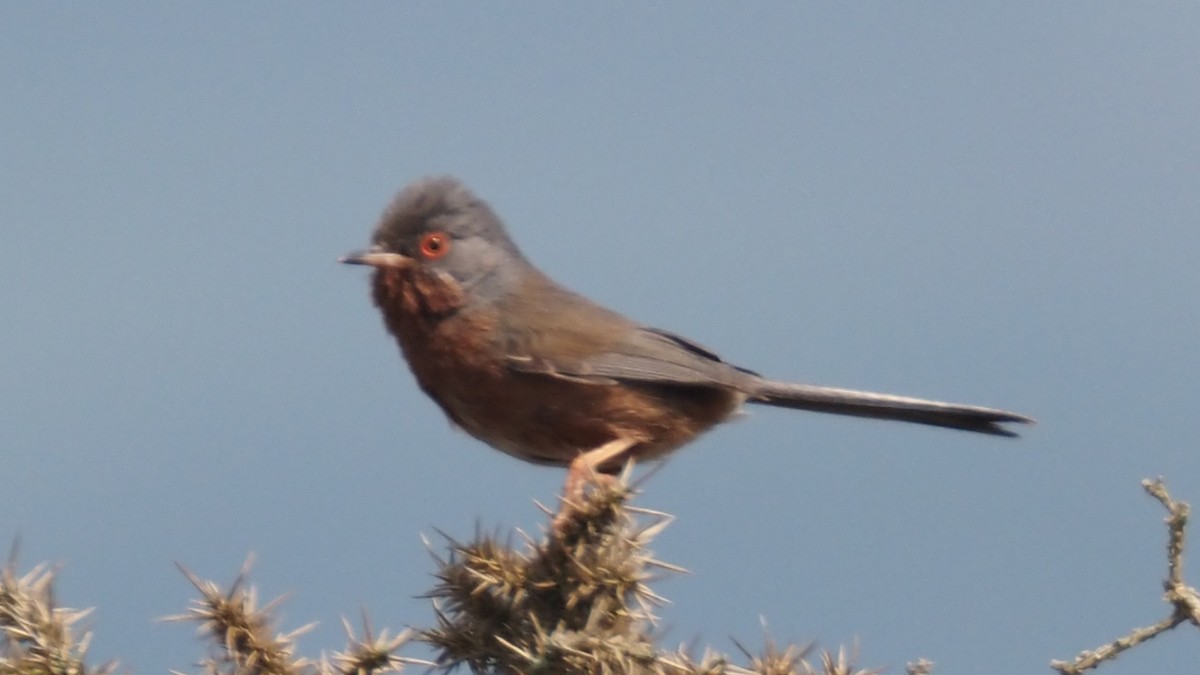 Dartford Warbler - ML619900374