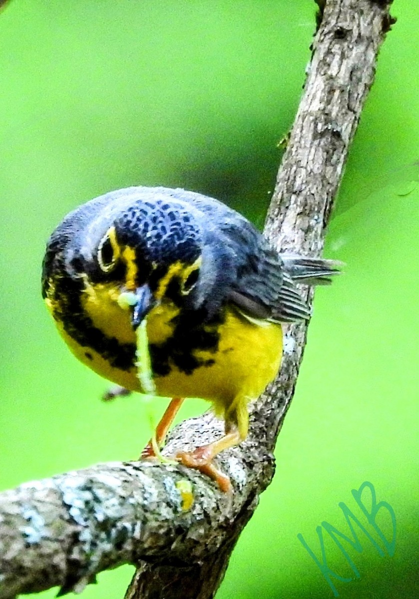 Canada Warbler - ML619900378