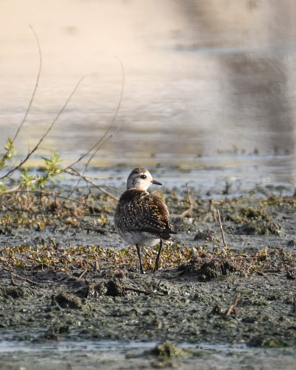 American Golden-Plover - ML619900381