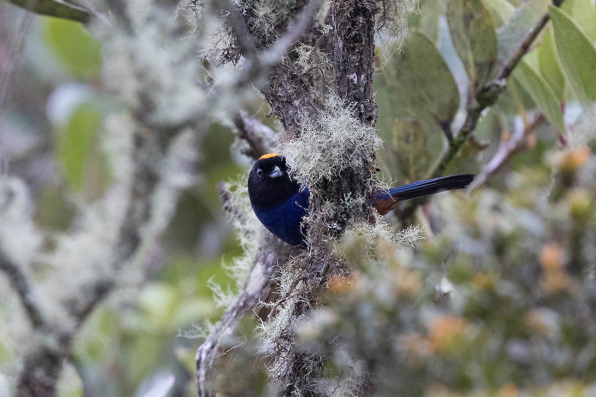 Golden-crowned Tanager - ML619900384