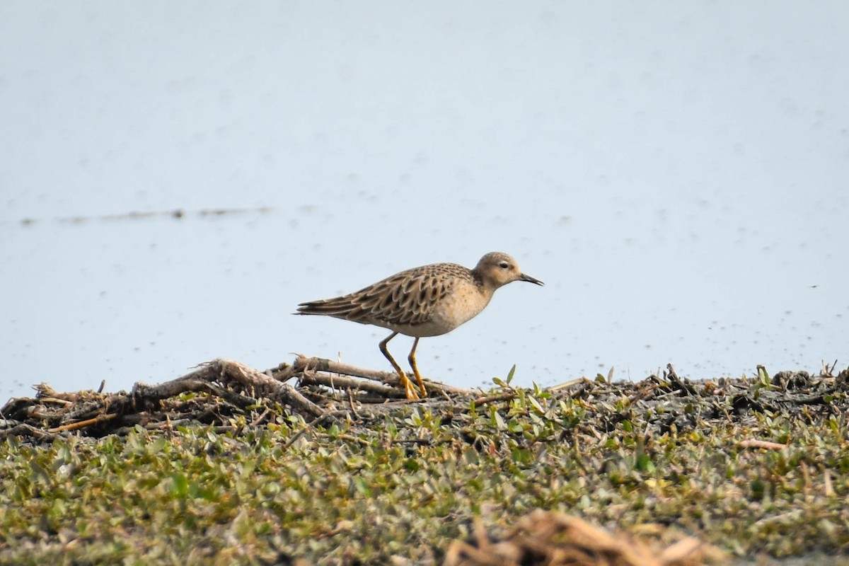 Buff-breasted Sandpiper - ML619900387