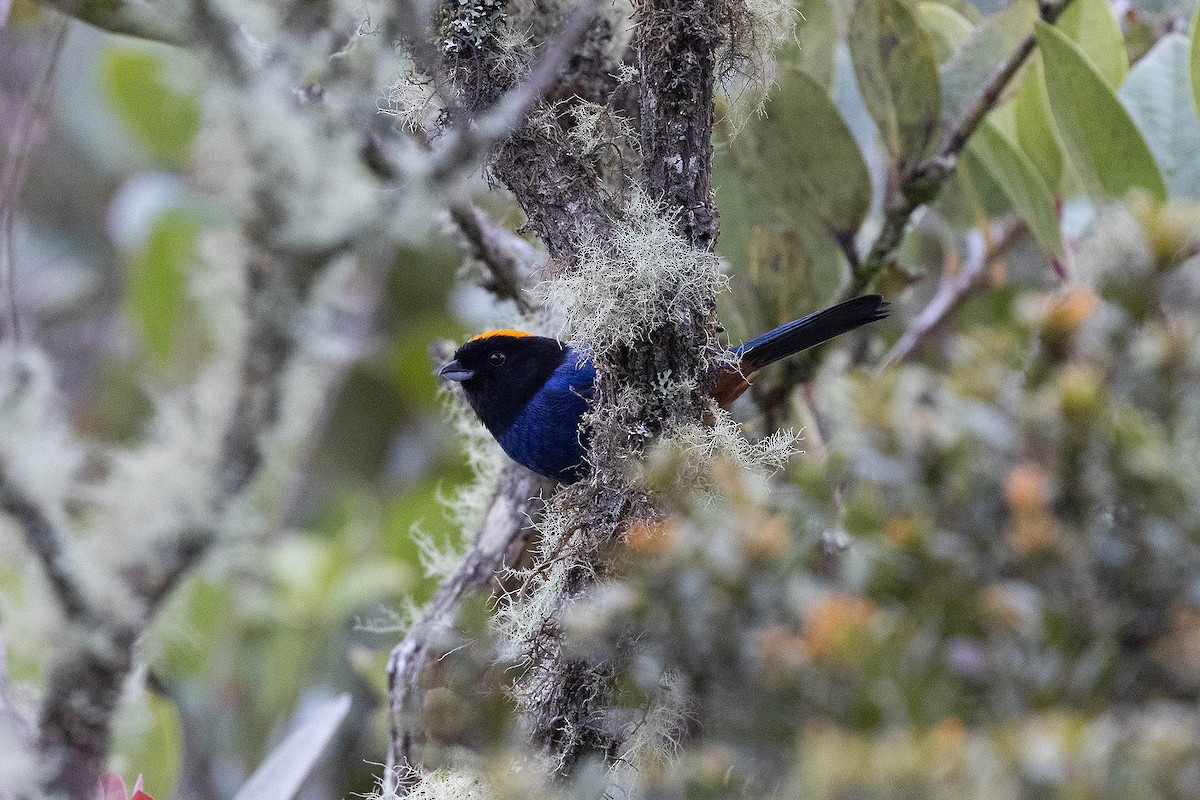 Golden-crowned Tanager - ML619900389