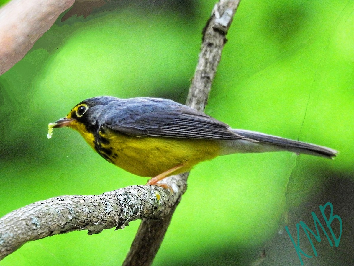 Canada Warbler - ML619900390