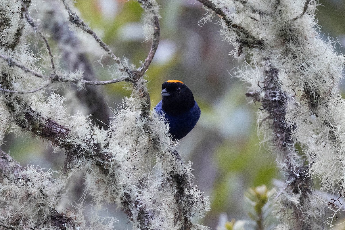 Golden-crowned Tanager - ML619900392