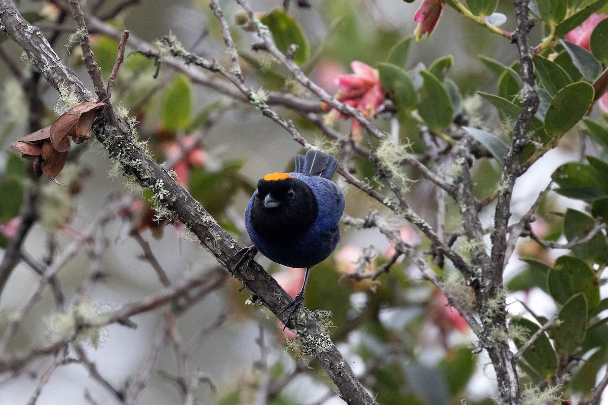 Golden-crowned Tanager - ML619900396