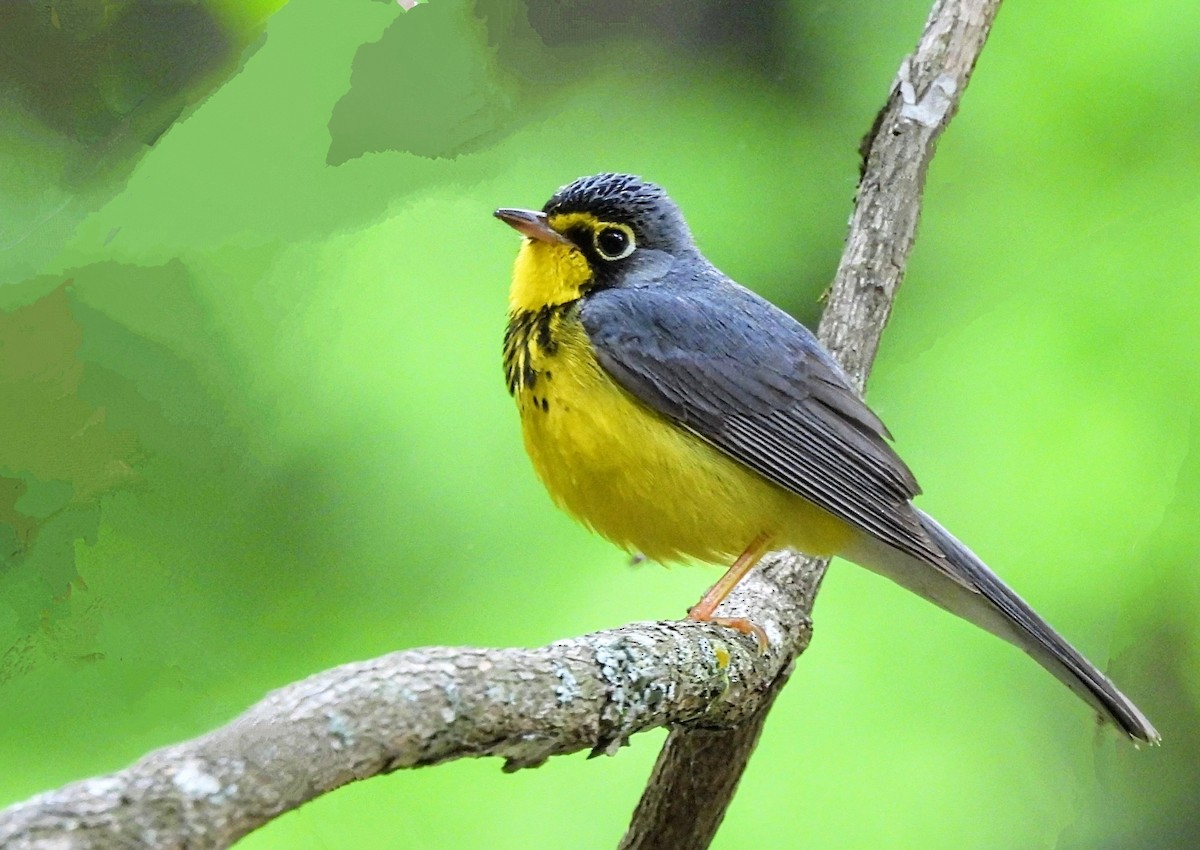 Canada Warbler - ML619900401