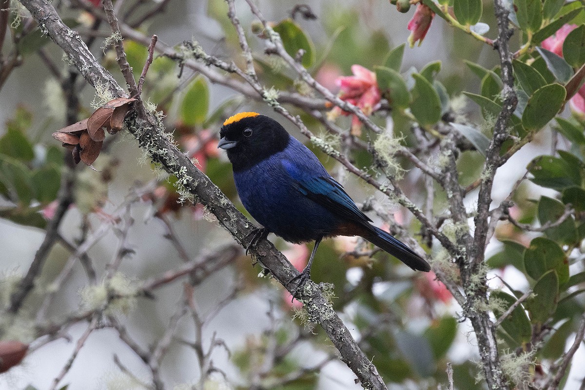 Golden-crowned Tanager - ML619900402