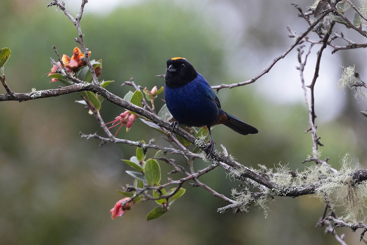 Golden-crowned Tanager - ML619900404