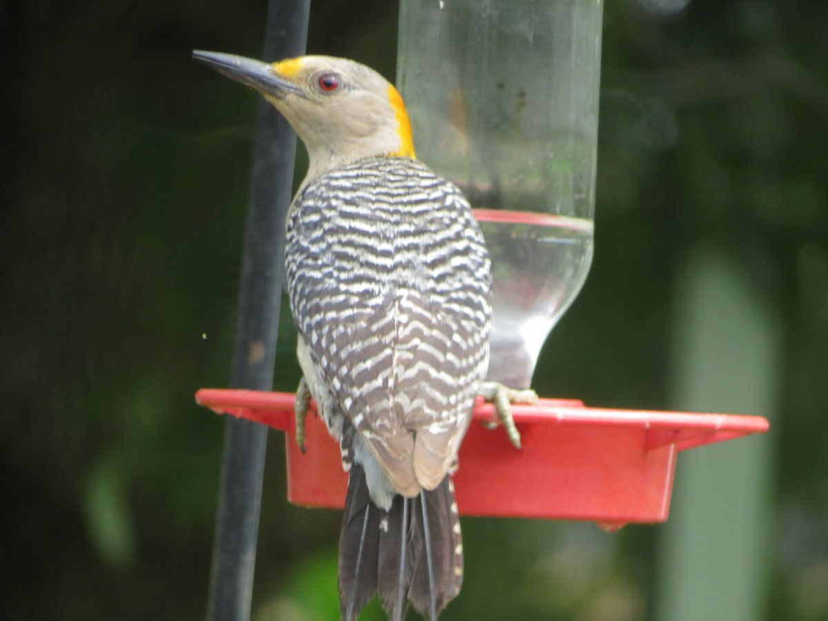 Golden-fronted Woodpecker - ML619900412
