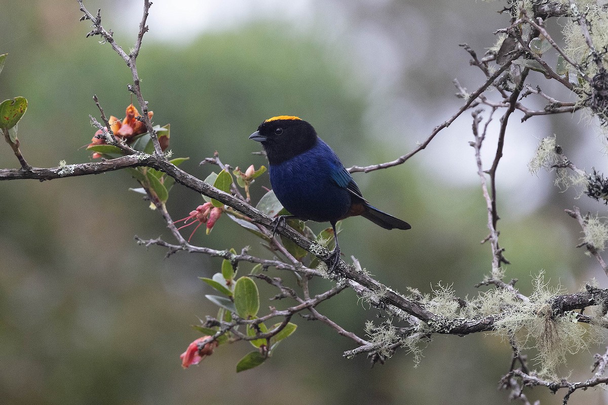 Golden-crowned Tanager - ML619900413