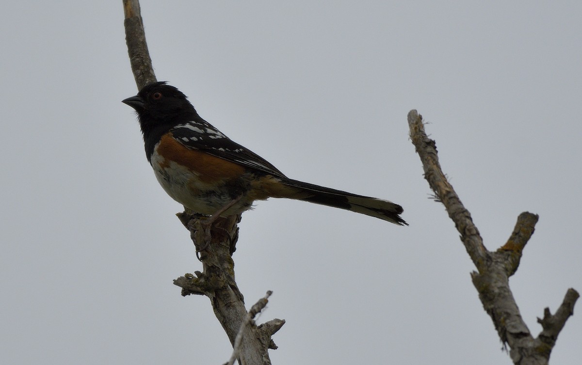 Spotted Towhee - ML619900415