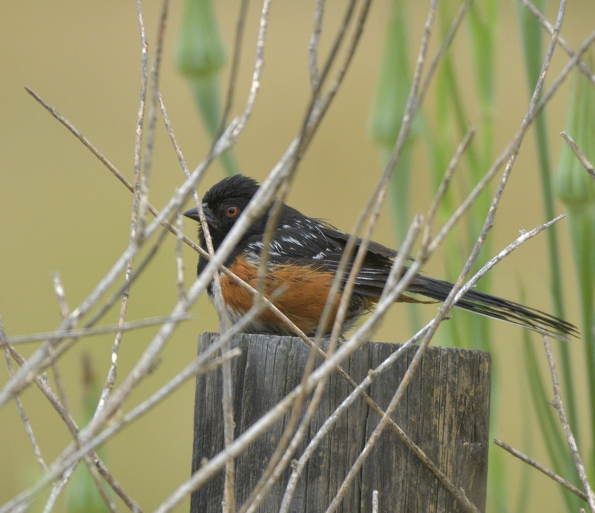 Spotted Towhee - ML619900416