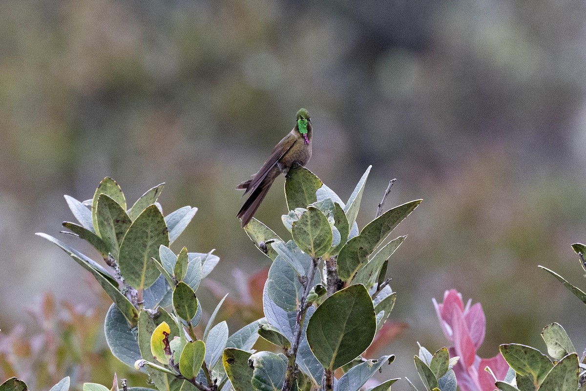 kolibřík hnědobrvý - ML619900418