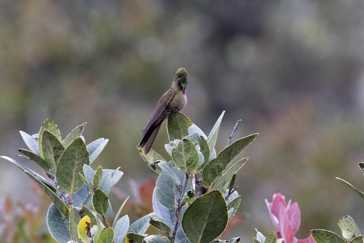 kolibřík hnědobrvý - ML619900421