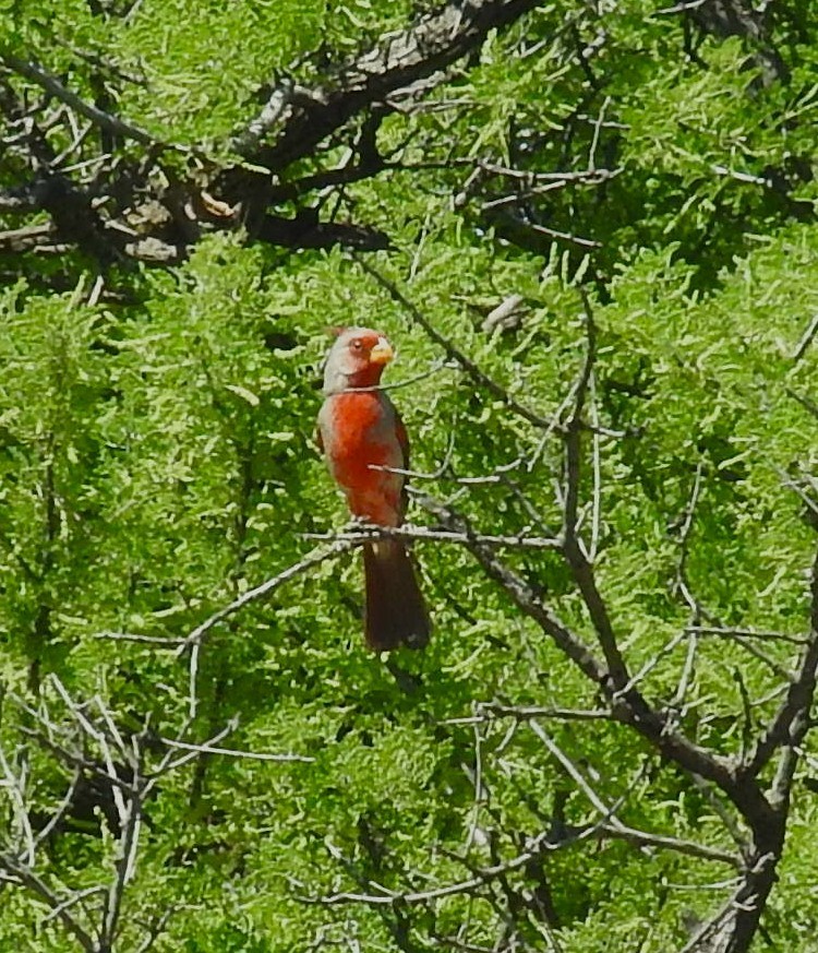 Arizona Kardinalı - ML619900448