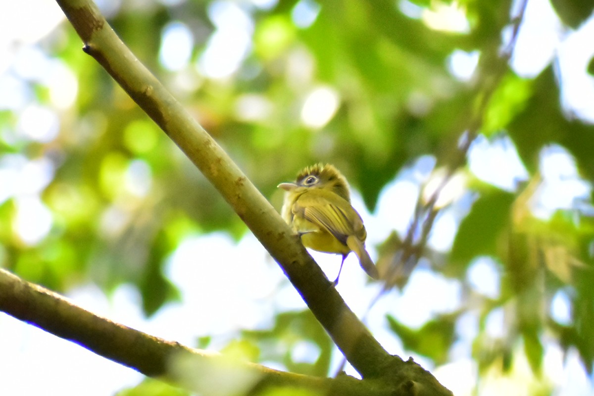 Eye-ringed Flatbill - ML619900468