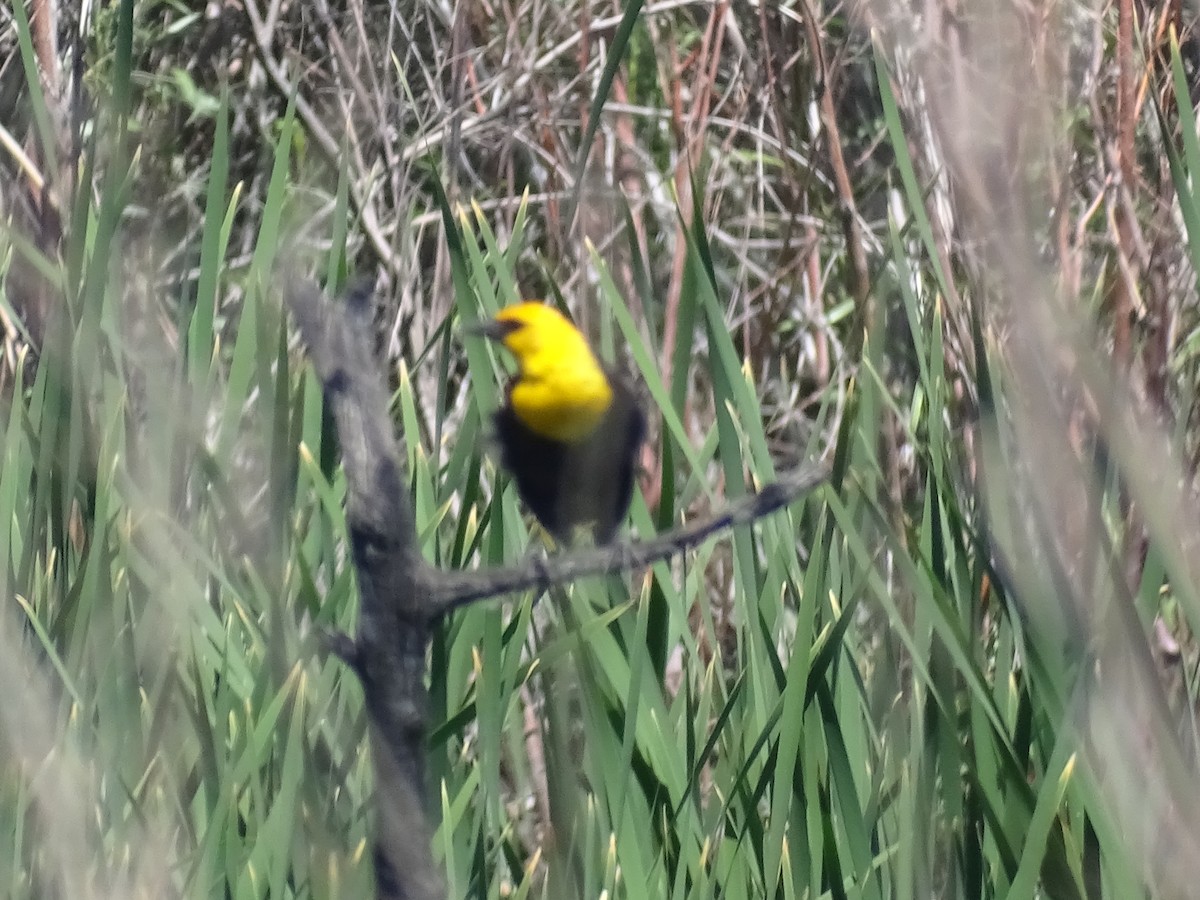 Yellow-headed Blackbird - ML619900492