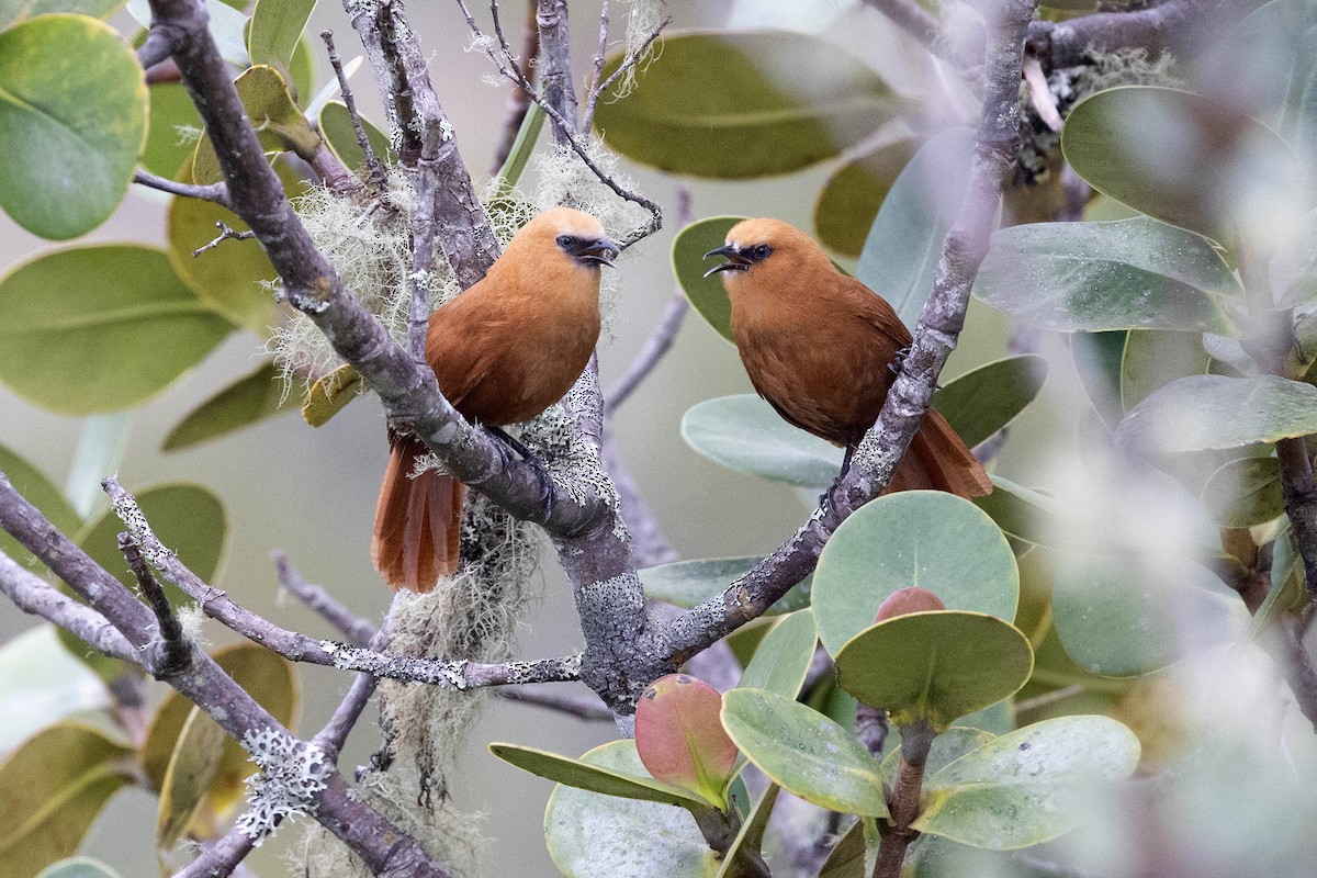 Rufous Wren - ML619900494