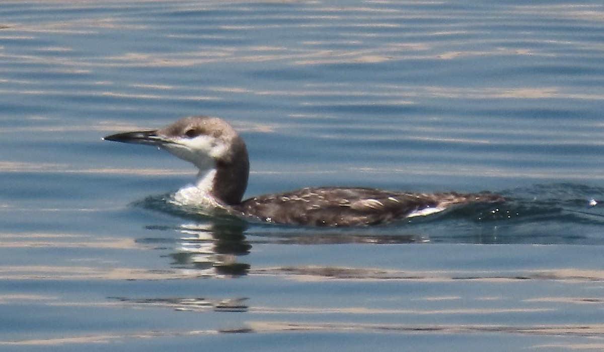 Arctic Loon - ML619900498