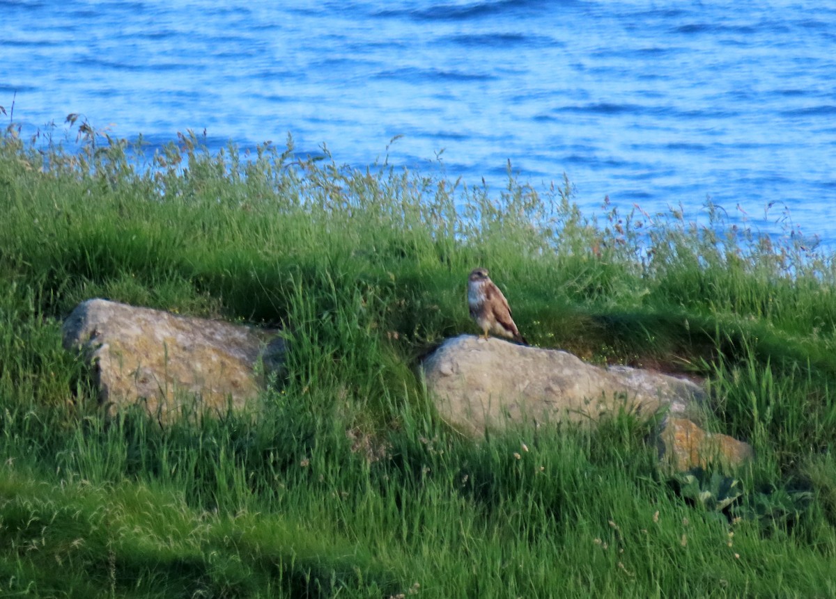 Common Buzzard - ML619900503