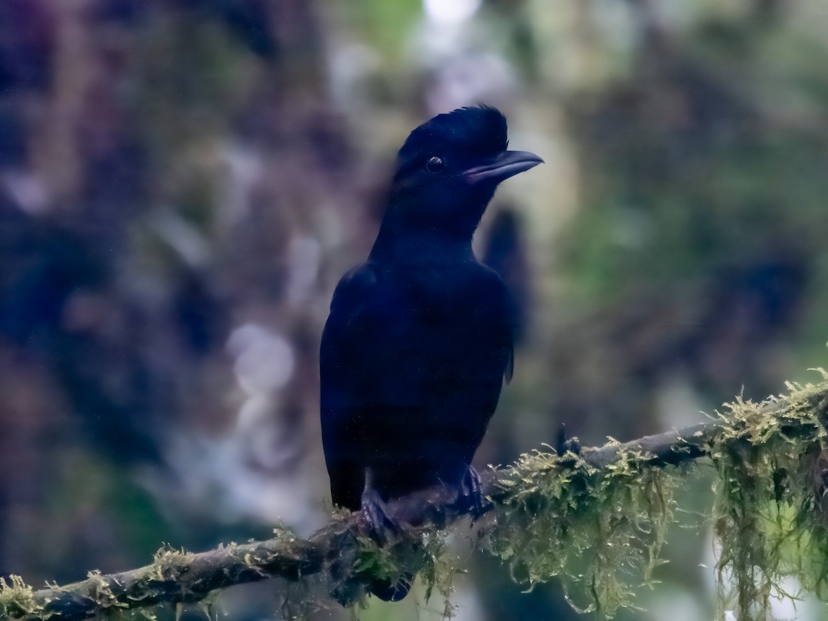 Эквадорская зонтичная птица - ML619900504