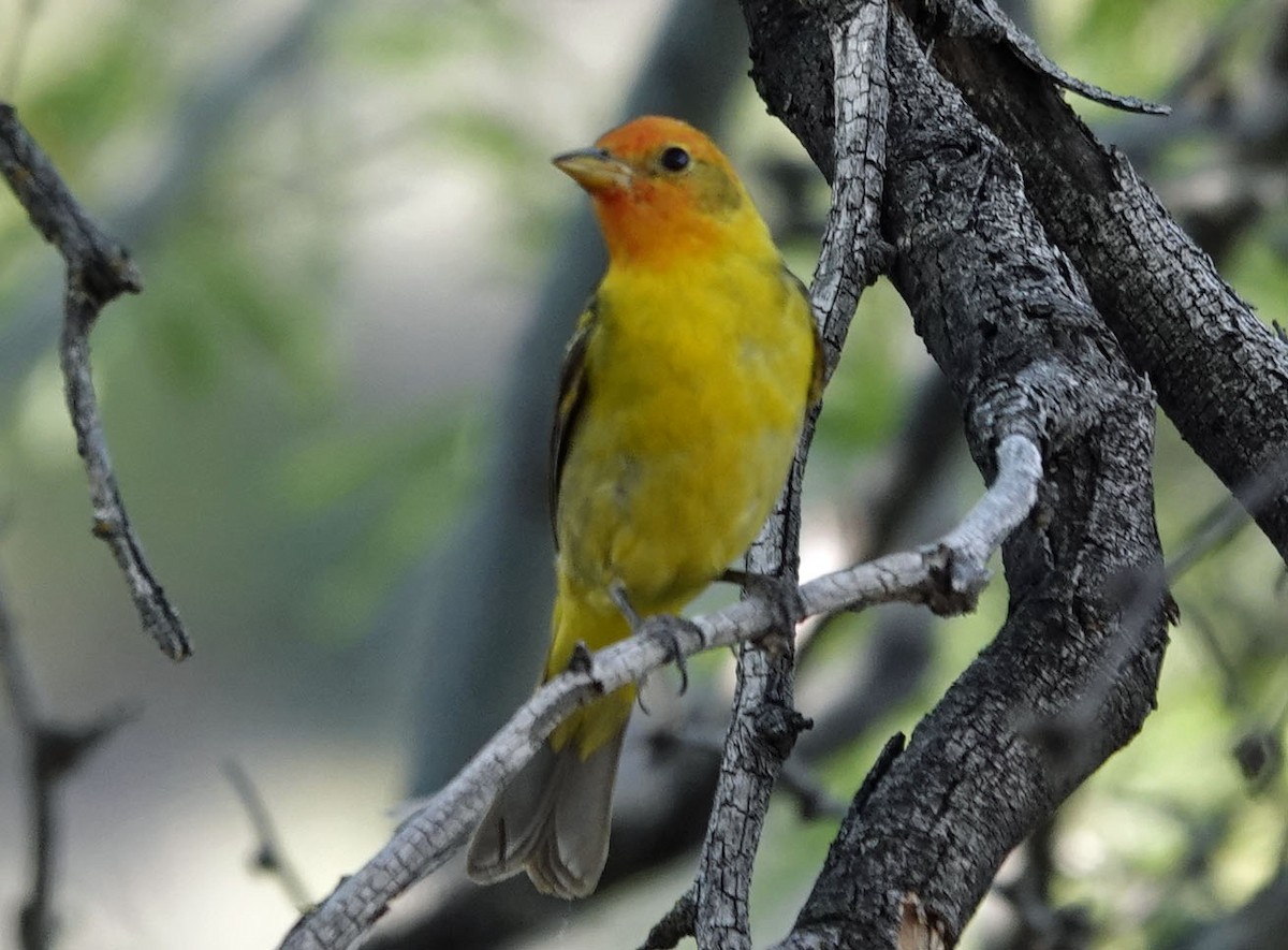 Western Tanager - ML619900512