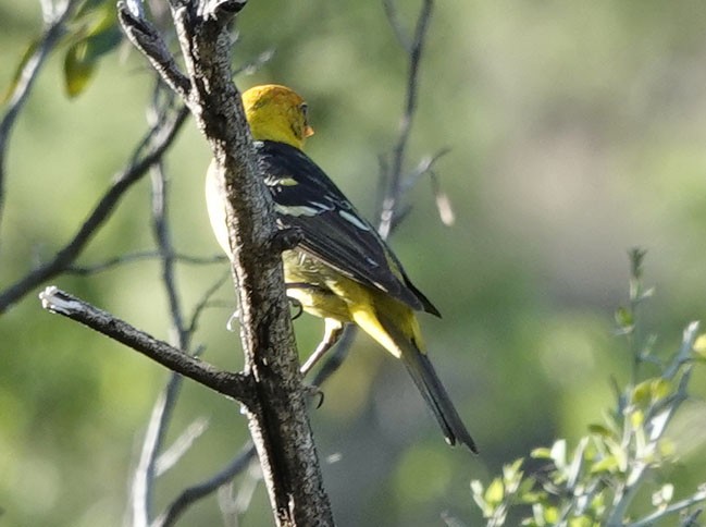 Western Tanager - ML619900515