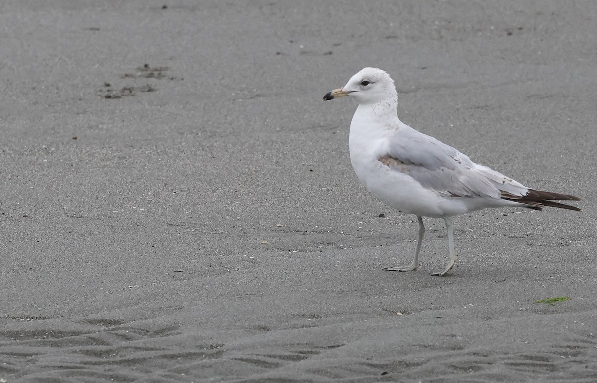 Ring-billed Gull - ML619900527