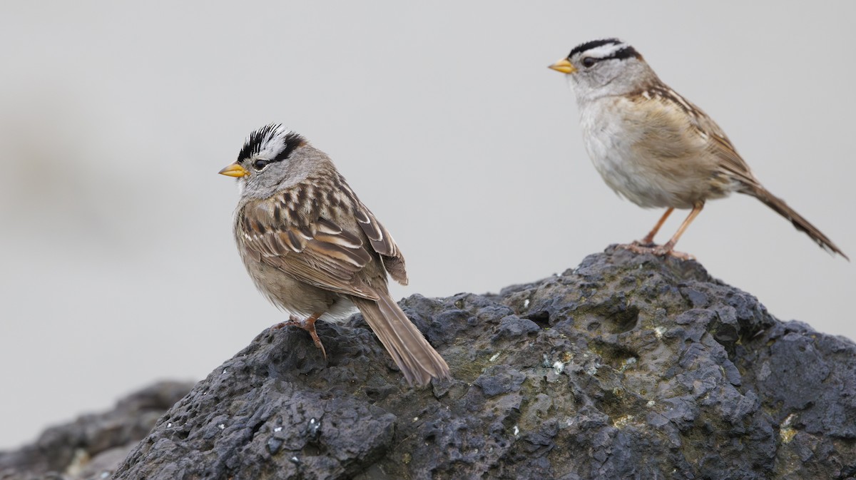 White-crowned Sparrow (pugetensis) - ML619900530