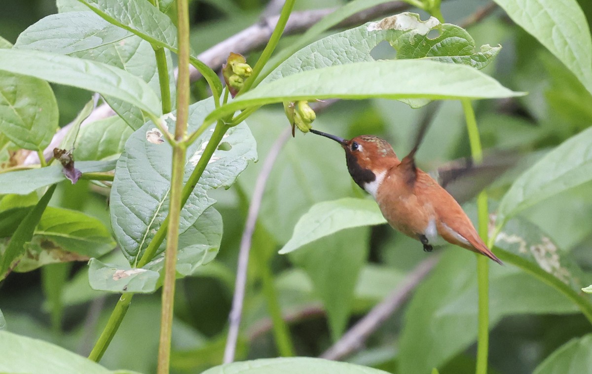Rufous Hummingbird - ML619900539