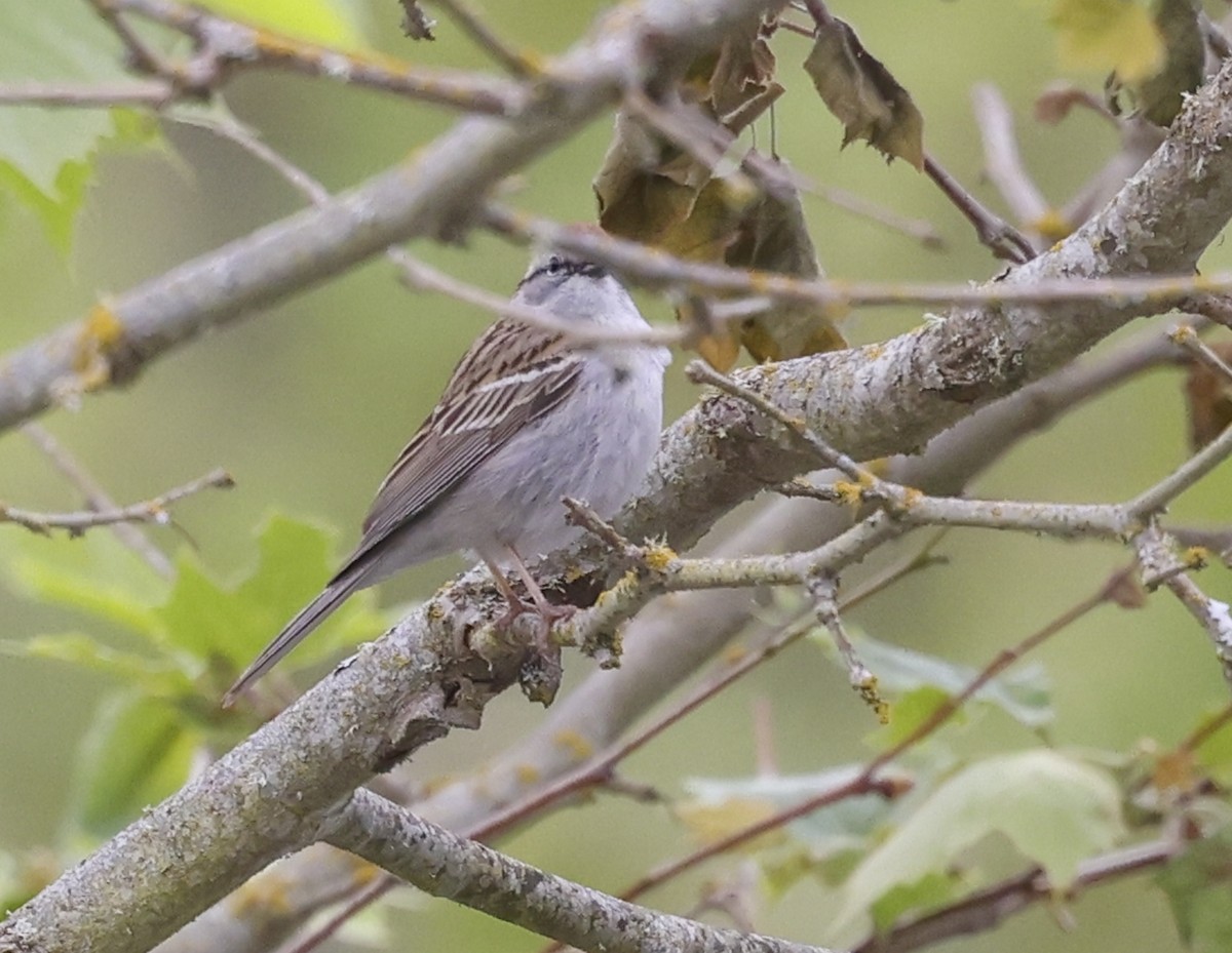 Chipping Sparrow - ML619900541