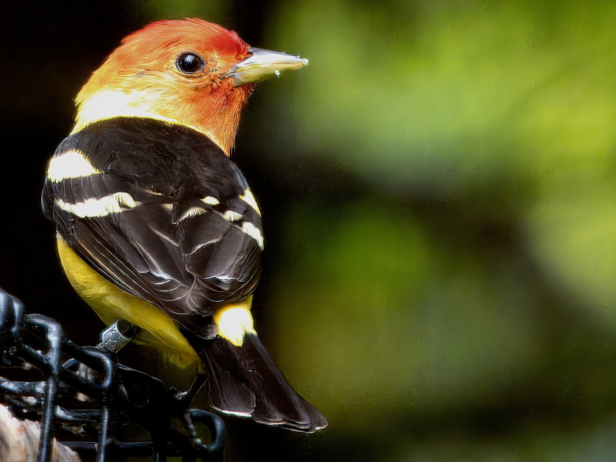 Western Tanager - ML619900542