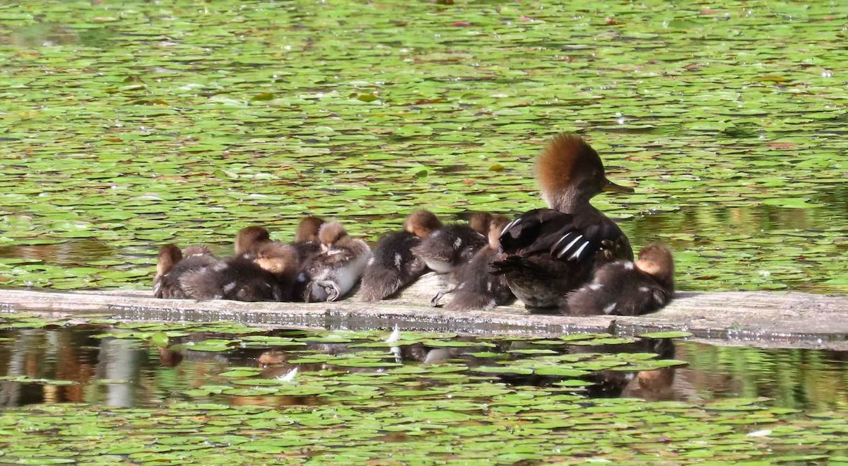 Hooded Merganser - ML619900553